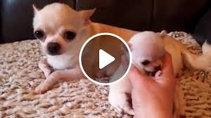 Find chihuahua puppies for sale with pictures from reputable chihuahua breeders. Baby Chihuahua Dog Video Gifs Chihuahua Puppy Teacup Chihuahua Tiny Teacup Newborn Chihuahua
