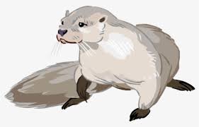 Drawing Cartoon Sea Otter Free Transparent Clipart Clipartkey Search, discover and share your favorite sea otter otter gifs. drawing cartoon sea otter free