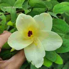 Image result for Bauhinia tomentosa