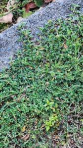 Image result for Indigofera circinella