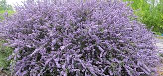 Maybe you would like to learn more about one of these? Drought Tolerant Ceanothus Makes A Beautiful Addition To The Garden Oregon State University