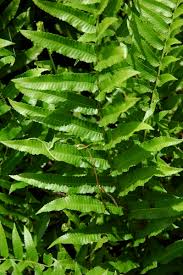 Image result for Ampelopteris