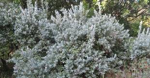 Image result for Brachylaena discolor