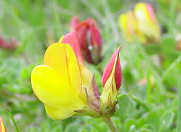 Image result for Lotus corniculatus