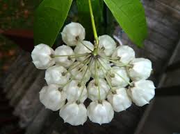 Image result for Carvalhoa campanulata