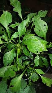 Something Is Eating My Pepper Plants Pepper Plants Growing Tomato Plants Bug Eating Plants