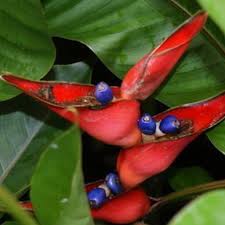 Buy Heliconia Stricta Dwarf Jamaican Plant Online From Nurserylive At Lowest Price