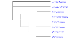 Image result for Raphidiocystis jeffreyana
