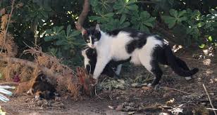 Yavrulari Mahsur Kalan Anne Kedi Insanlari Yardima Cagirdi