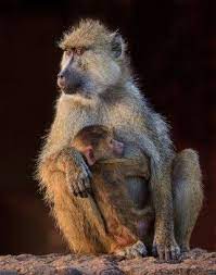 Yellow Baboon Papio Cynocephalus Amboseli Kenya Africa Baboon African Wildlife Photography African Wildlife
