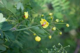 Image result for Caesalpinia cassioides