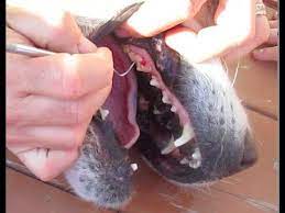 Thin plaque will come off much more easily. 9 Easy Steps To Overcome Bad Breath Of Dogs Disk Trend Magazine Dog Teeth Cleaning Dog Teeth Dog Toothpaste