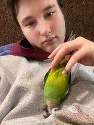 Can you sprout safflower seeds and are they bird safe? I've always been  told Safflower seeds are very fatty and shouldn't be fed much. Are the  sprouts a better option?