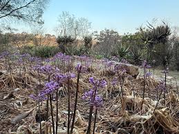 Image result for Tulbaghia fragrans