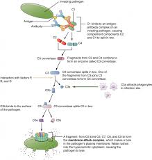 Barrier Defenses And The Innate Immune Response Anatomy