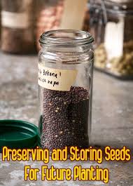 Young plants started from seed at home. Preserving And Storing Seeds For Future Planting