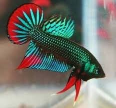 Pin By Northierthanthou Com On Betta Betta Fish Betta Fish Types Aquarium Fish