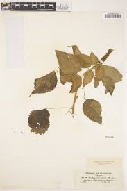 Image result for Acalypha psilostachya