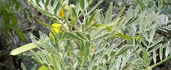 Full to partial mature size: Senna Species Feathery Cassia Silver Cassia Silver Senna Senna Artemisioides