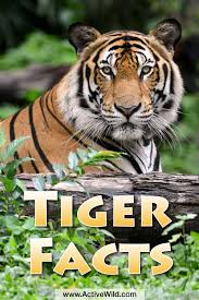 tigers facts for kids adults pictures video in depth information tiger facts tiger facts for kids tiger kids