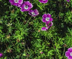 Image result for Geraniaceae