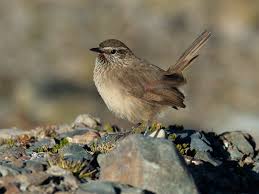 Image result for Heterotis canescens