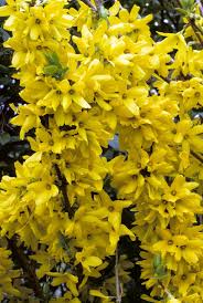 These 20 Flowering Shrubs Will Fill Your Garden With Blooms Flowering Shrubs Deer Resistant Plants Plants