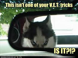 We did not find results for: The Dog Days Of Summer Doggie Funnies Motley News Photos And Fun