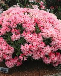 Cupcake Singing Tree Gardens Nursery Garden Trees Garden Nursery Planting Flowers