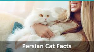 The persian is an old breed. Persian Cat Facts Colors Health Issues Nutrition And More Vital Info