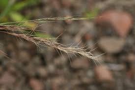 Image result for Aristida adscensionis