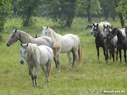 Slowenien Lipizzaner In Lipica Und Ein Tosender Fluss In Den Hohlen Von Skocjan Slowenien Fluss Bled Slowenien