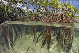 Image result for Rhizophoraceae