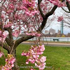 These are the first spring blossoms i have seen and the bees were loving it. Spring Flowers In Boston Cherry Blossoms Boston Discovery Guide