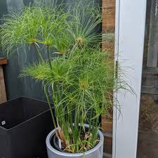 Image result for Cyperus kirkii