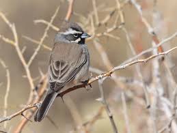 Desert cactus adaptations to the desert. Desert Bird Adaptations Back Yard Biology