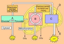 Cellular Respiration Biologi