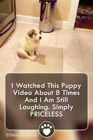 I Watched This Puppy Video About 8 Times And I Am Still Laughing Simply Priceless Animals Animalvideos Cute Dog Funny Dogs Funny Dog Memes Cute Funny Dogs