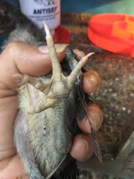 Ayam bangkok calon juara kontes. Batu Lapak Anakan Ayam Batu Rante Satria Sinekti Farm Facebook