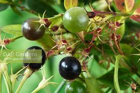 Image result for Jasminum beesianum