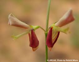 Image result for Alysicarpus zeyheri