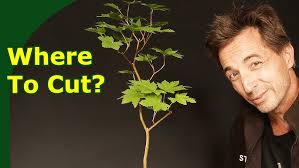 Repotting an Imported Fukien Tea Pre Bonsai