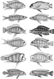 cichlids exhibit remarkable evolutionary convergence