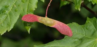 Image result for Sphedamnocarpus pruriens