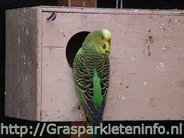 Kweken Met Grasparkieten
