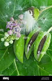 Image result for Calotropis gigantea