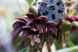 Image result for Bulbophyllum prorepens