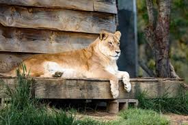 Arignar Anna Zoological Park Chennai Location Entry Fees Zoo Timings Helpline Number