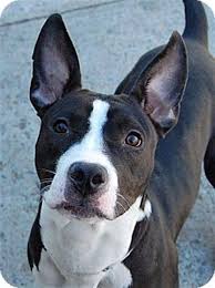 Check spelling or type a new query. 24 Pit Bulls Mixed With Boston Terrier Page 2 Of 6 The Paws