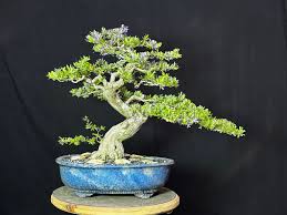 Image result for Bulbophyllum unifoliatum